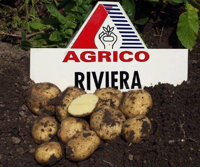 Сорт картофеля «ривьера» – описание и фото