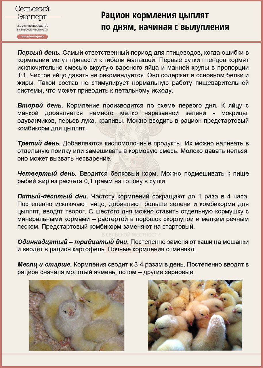 ᐉ чем кормить месячных цыплят в домашних условиях? - zooshop-76.ru