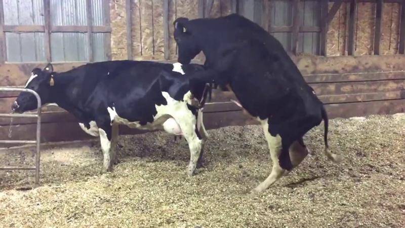 Спаривание (случка) коров с быками: половой цикл, признаки охоты