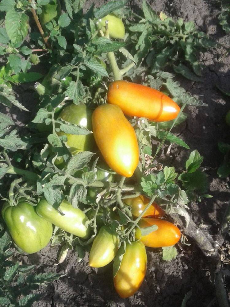 Описание сорта томата сибирская тройка — как повысить урожайность