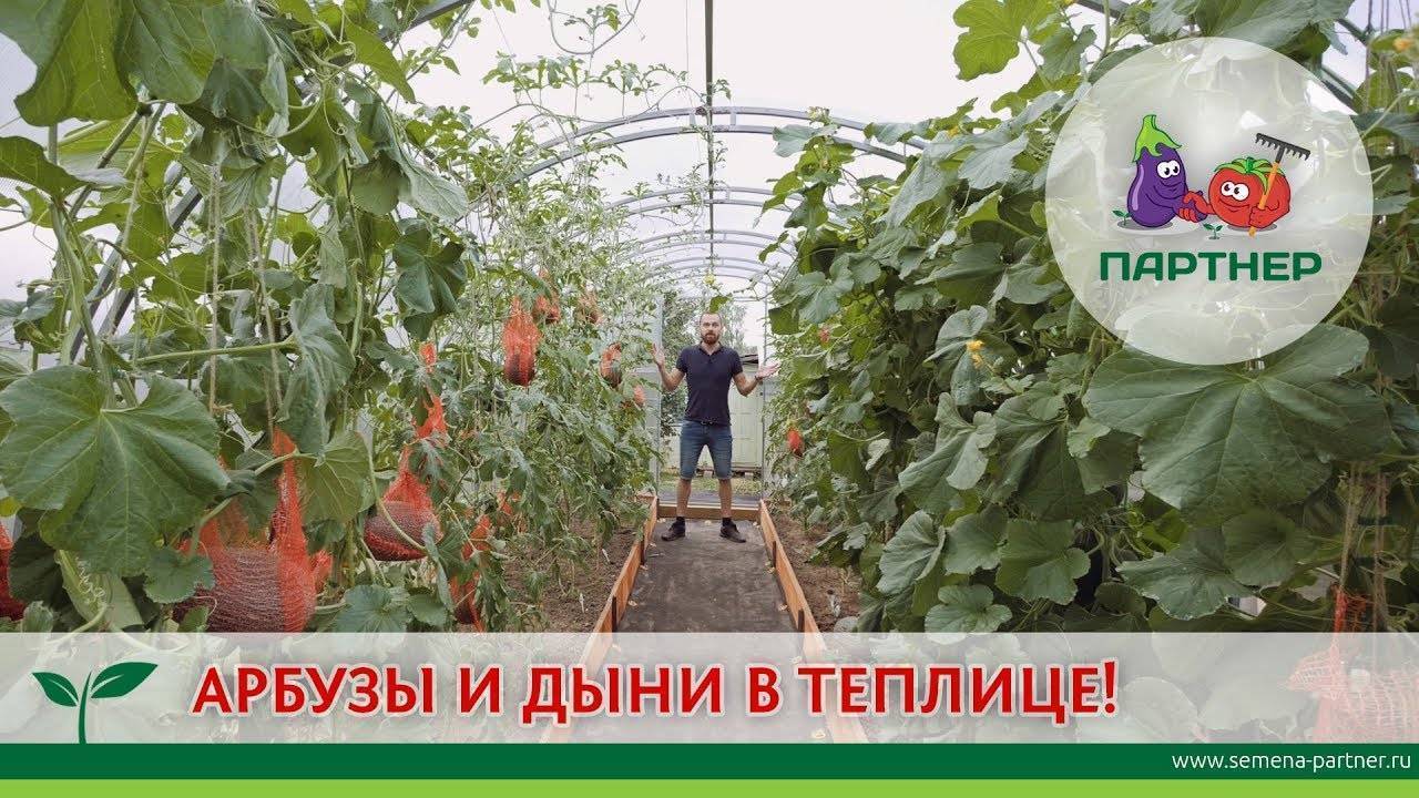 Арбузы и дыни в теплице: как вырастить, посадка, уход, видео, совместимы ли с помидорами, своими руками