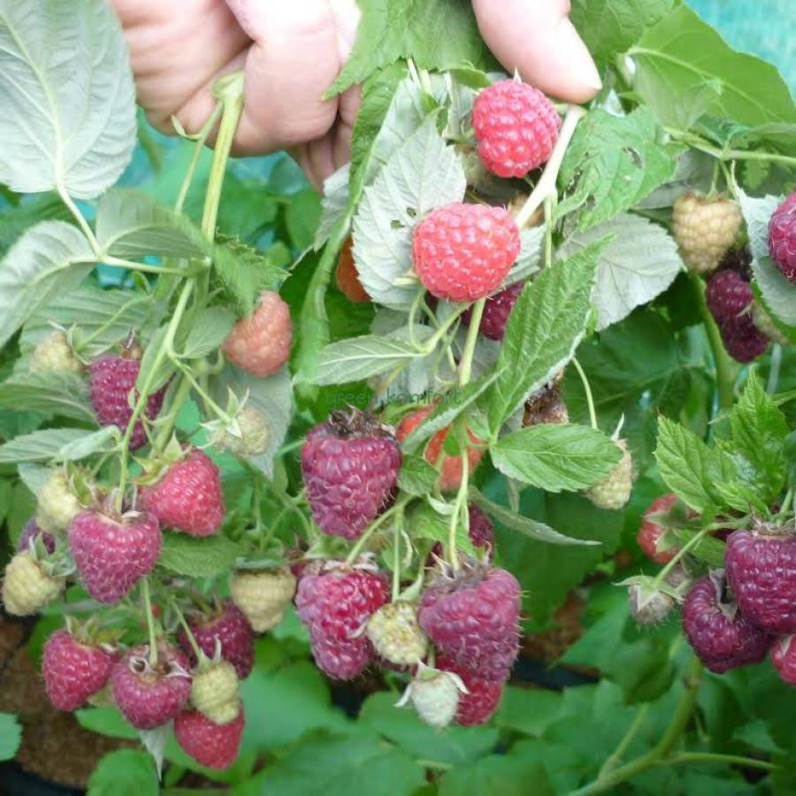 Малина «джоан джей»: описание сорта, агротехника выращивания, ухода и посадки ягоды в открытом грунте (фото)