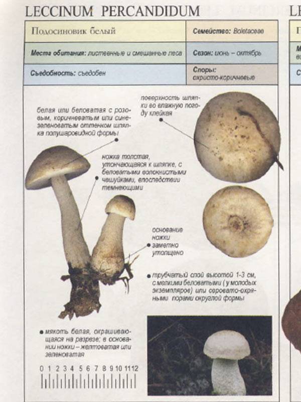Подосиновик - 79 фото особо вкусного гриба и кулинарные советы