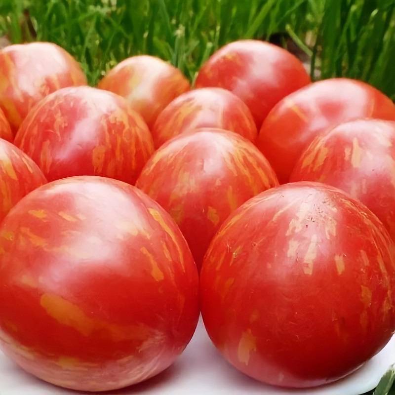 Томат адамово яблоко: характеристика и описание сорта, урожайность, фото, отзывы