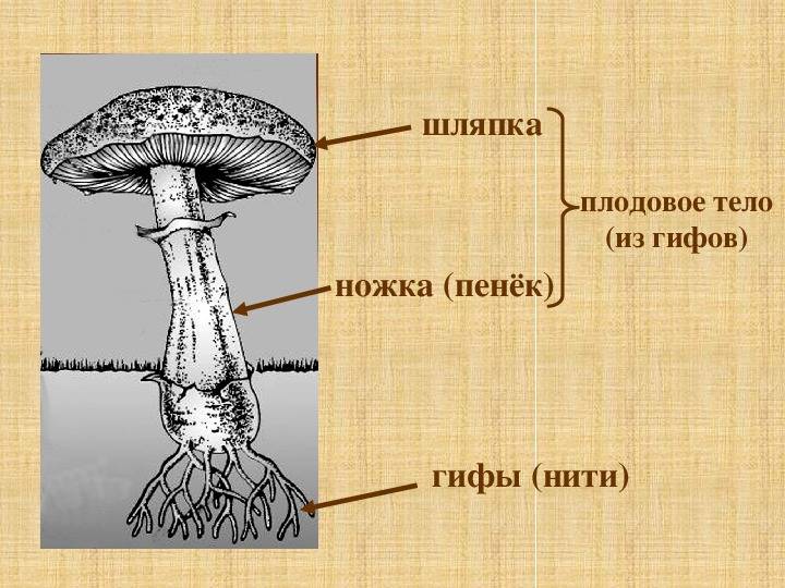 Гифа это в биологии. Строение гриба гифы мицелий. Плодовое тело гриба это 5 класс биология. Строение грибов мицелий гифы. Строение гриба с гифами.