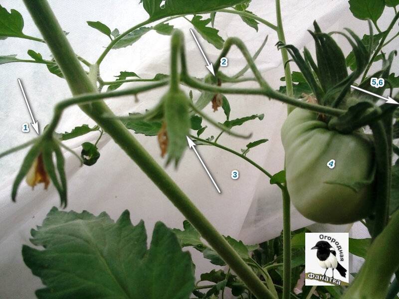 Что делать, если у помидоров растут кусты, но мало цветов и завязей фото видео