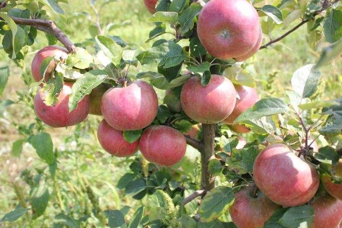 Ботаническое описание и агротехника выращивание яблони сорта башкирский красавец