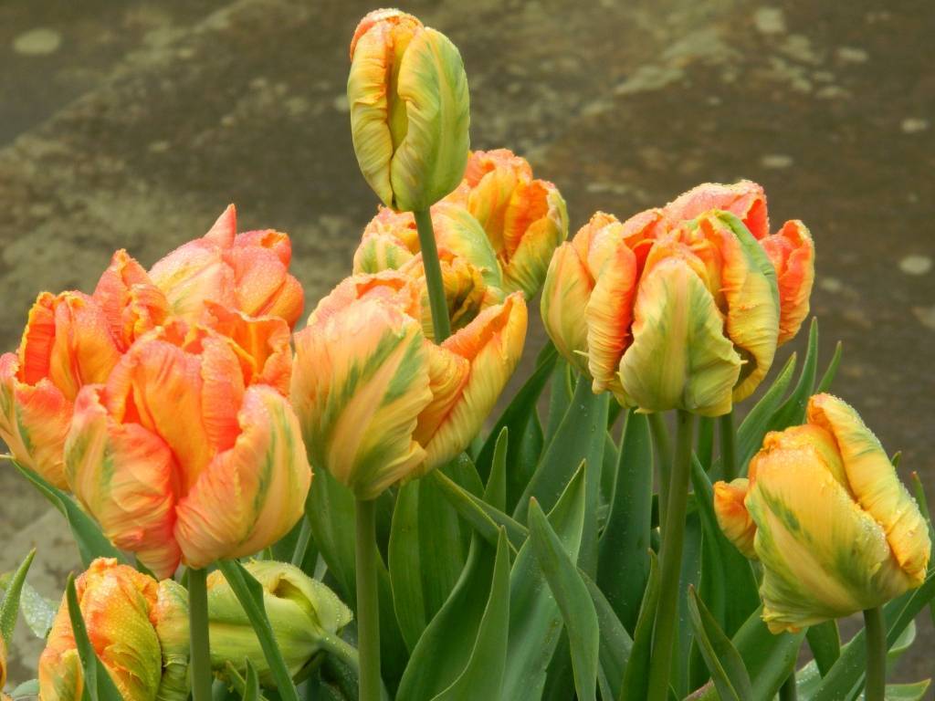 Тюльпаны – выращивание и уход: полив, подкормки, борьба с болезнями