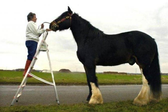 ᐉ большие лошади: самые крупные породы в мире, лошади-рекордсмены - zooon.ru