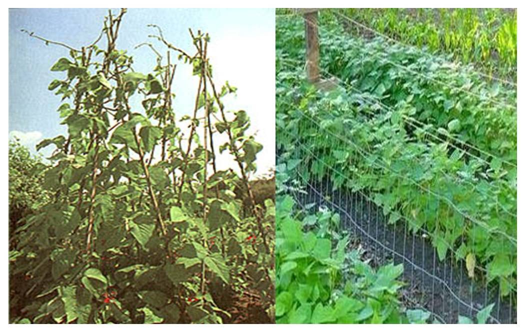 Фасоль стручковая: выращивание и уход на даче в огороде в открытом грунте