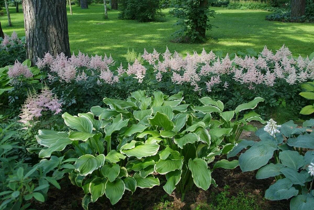Неприхотливые тенелюбивые растения для сада многолетние: фото и название - sadovnikam.ru