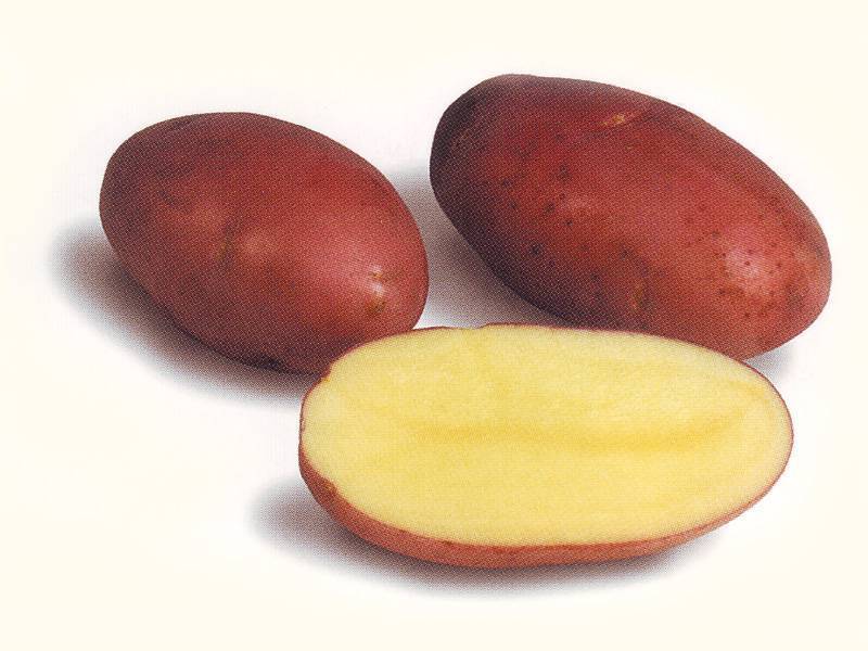 Отечественный картофель сорта любава: быстрое созревание, длительное хранение