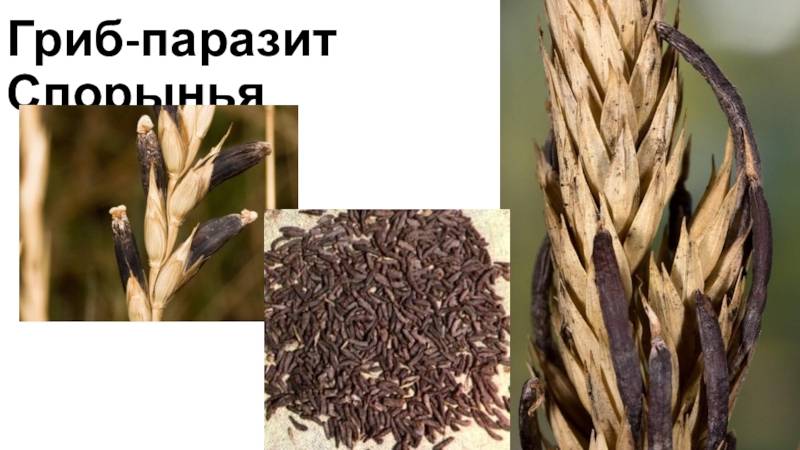 Спорынья пурпурная – гриб-паразит пшеницы