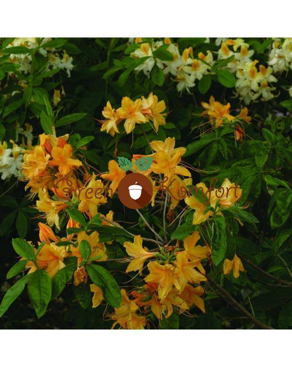 ✅ рододендрон листопадный голден лайтс (golden lights): описание с фото, зимостойкость сорта, особенности посадки и ухода - tehnoyug.com