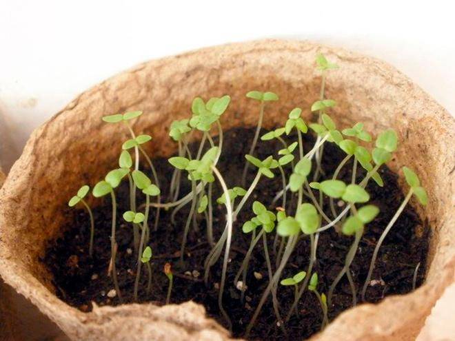 Колокольчик средний — выращивание из семян и когда сажать на рассаду 2021 года