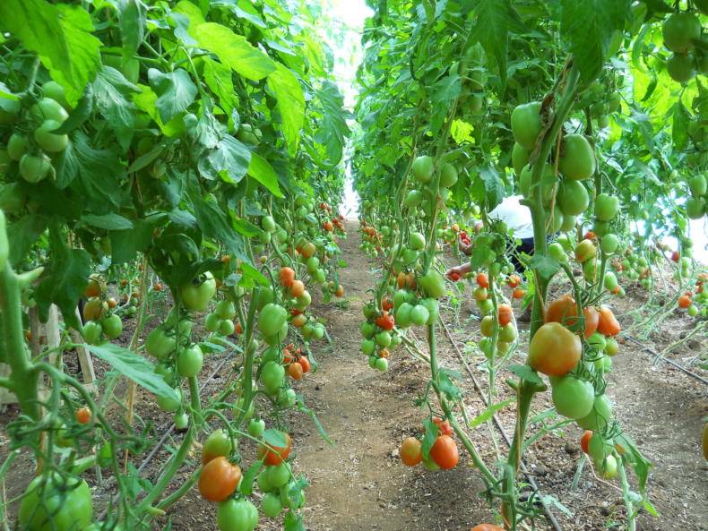 На каком расстоянии нужно сажать помидоры в теплице, схемы и правила размещения