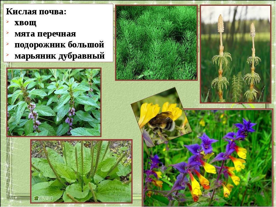 Кислая почва: как определить по сорнякам, фото, способы понизить кислотность
