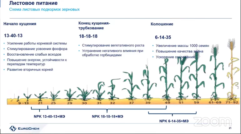 Подкормка подсолнечника. Листовая подкормка. Схема внекорневых подкормок. Листовая подкормка подсолнечника. Листовая подкормка картофеля.