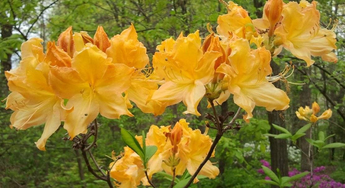 Азалия голден сансет: описание цветка, как выглядит растение, фото