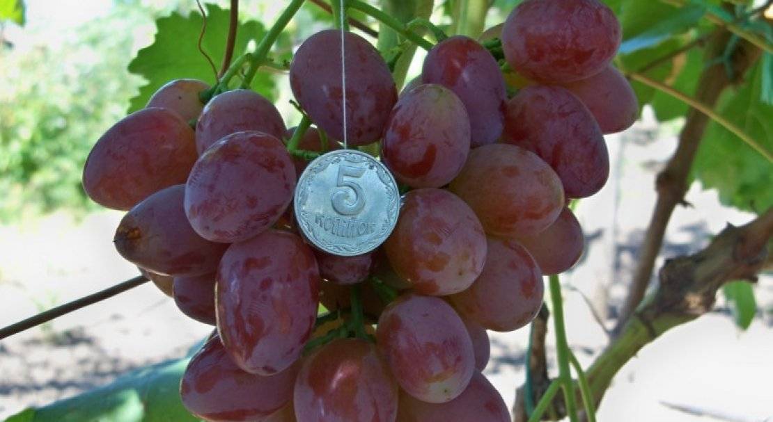 Виноград рута – описание отличий , особенности винограда рута