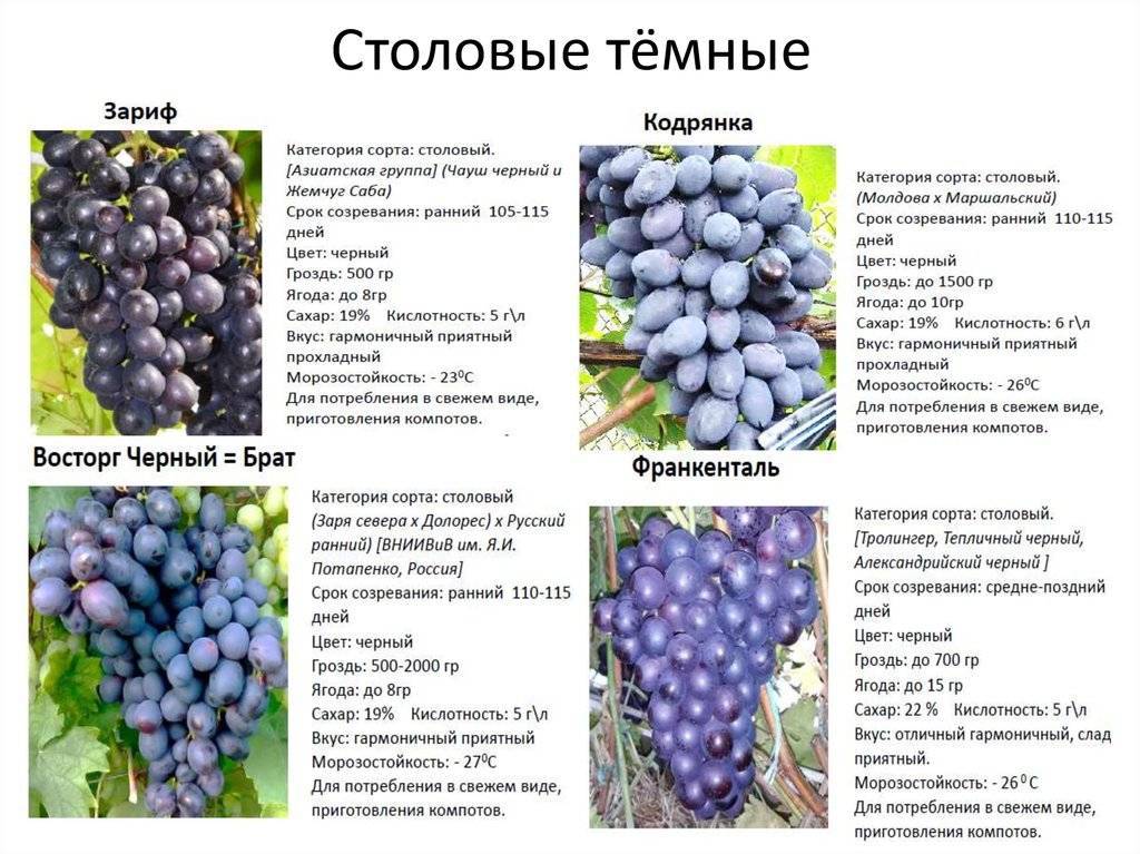 Выбираем лучший виноград для своего сада