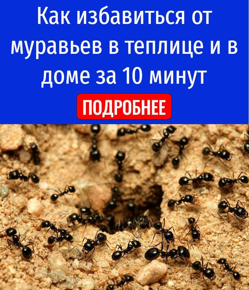 Как избавиться от муравьев в теплице навсегда народными средствами