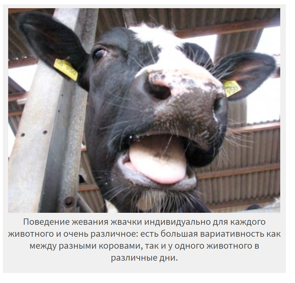 У коровы нет жвачки: что делать и как лечить в домашних условиях