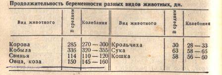Все об отеле коровы и приеме теленка