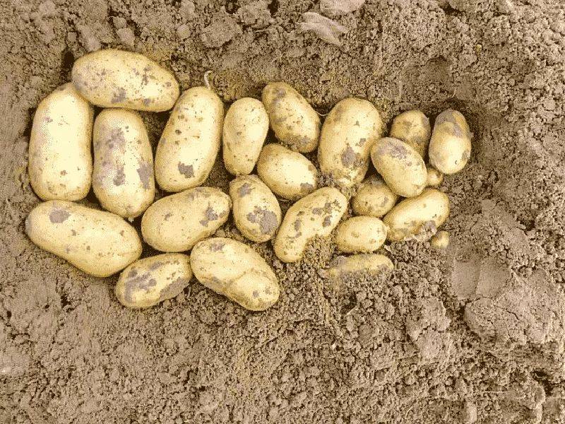 Урожайные сорта картофеля для Сибири 