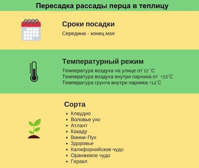 Схема посадки рассады перца