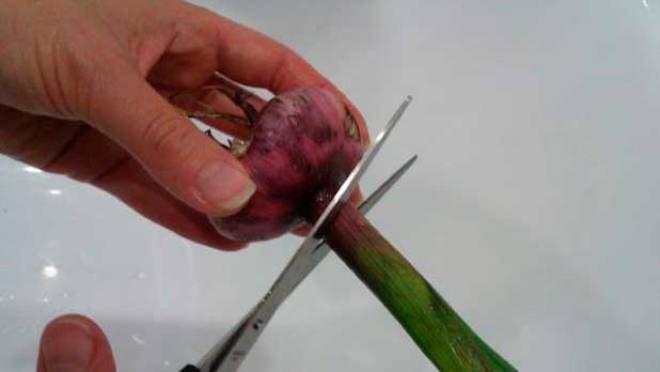 Чем обработать луковицы гладиолусов перед посадкой: замачивание в фитоспорине от болезней и вредителей