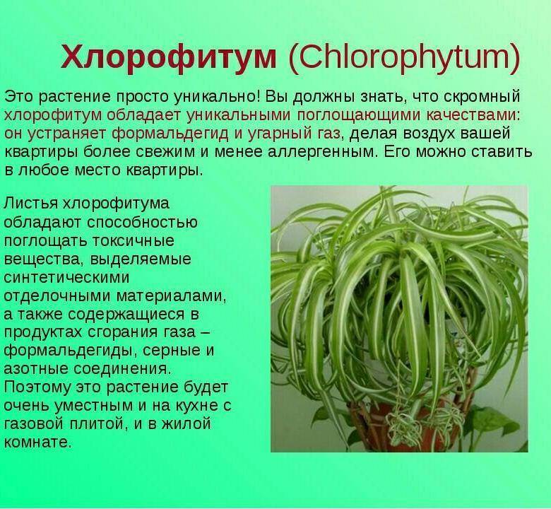 Хлорофитум цветок комнатный фото и уход в домашних условиях польза и вред