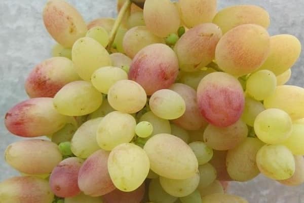 Описание сорта винограда тасон