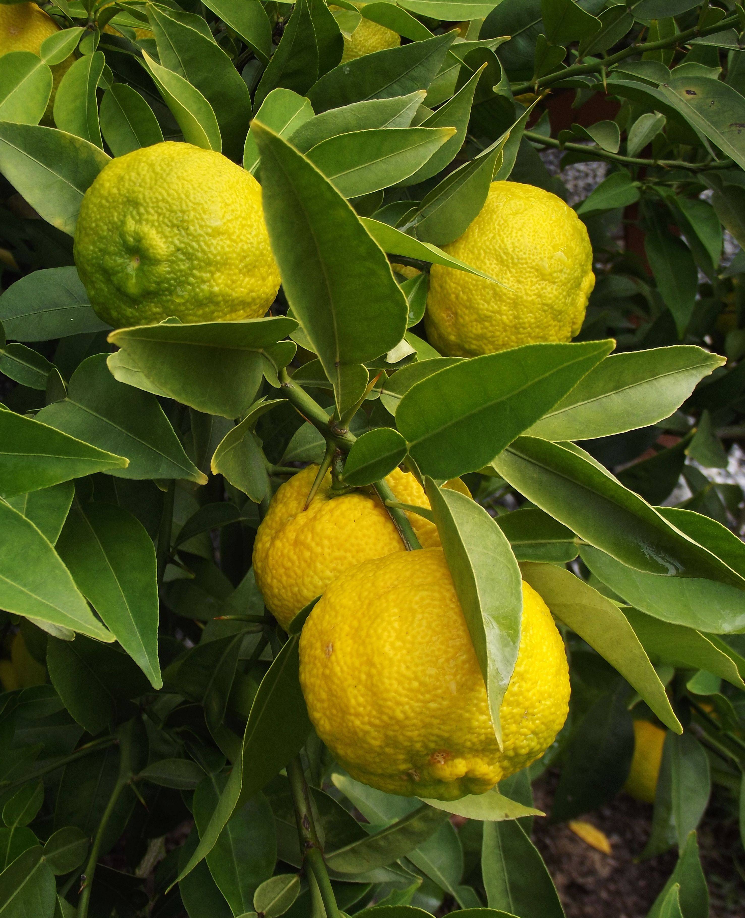 Юдзу, японский лимон - советы для моего сада