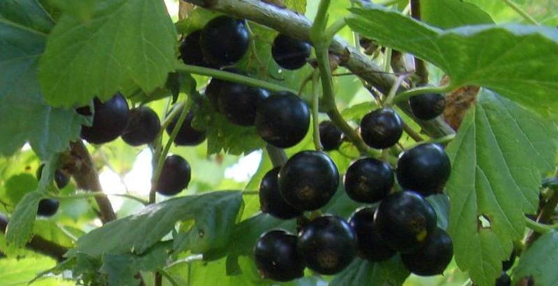 Смородина вологда: описание сорта черной смородины, выращивание - посадка и уход