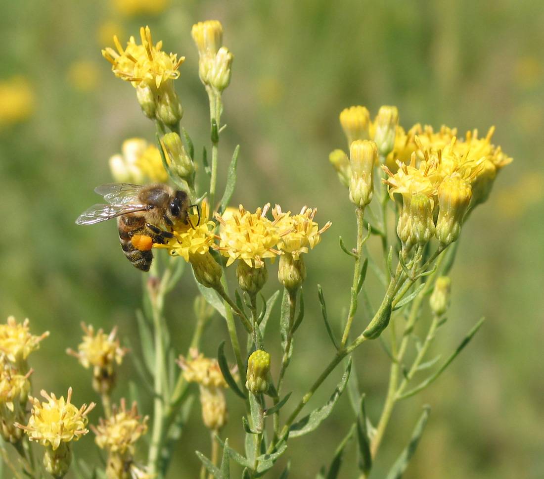 Медоносные многолетние растения для пчел: фото с названиями