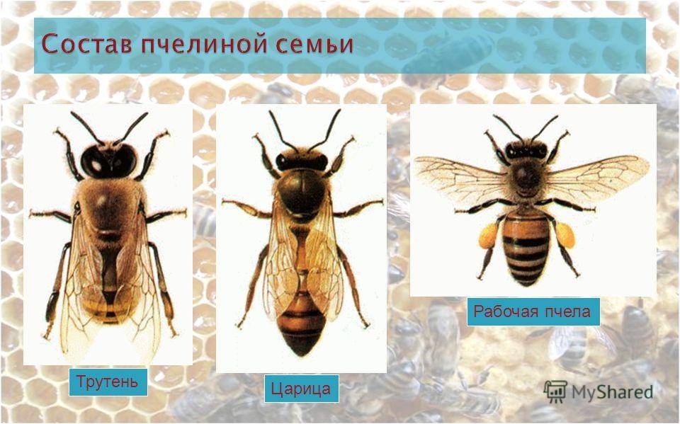 Кто входит в состав семьи медоносных пчел