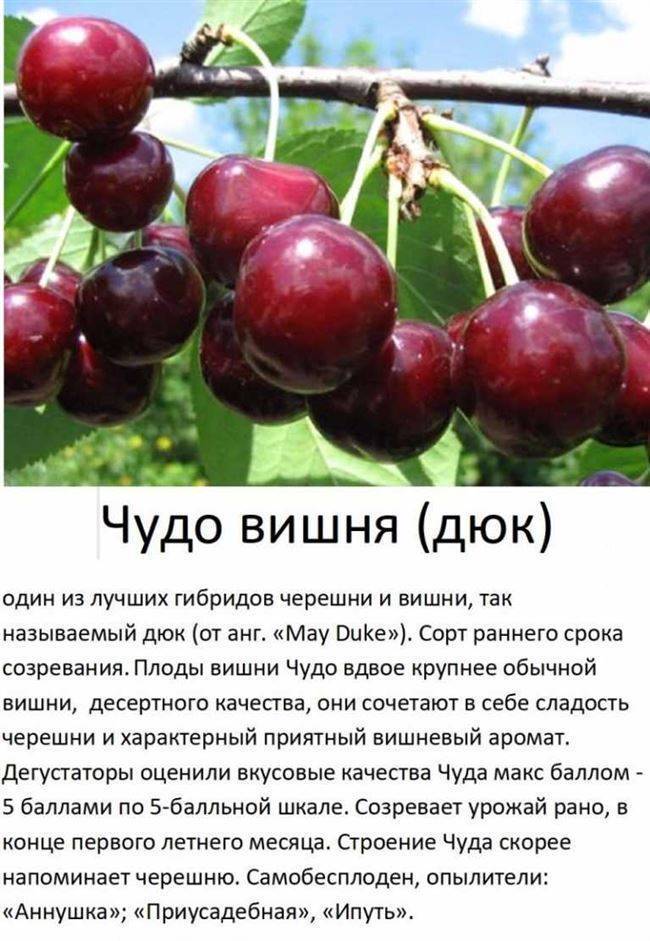 Описание, внешний вид и характеристики сорта вишни щедрая
