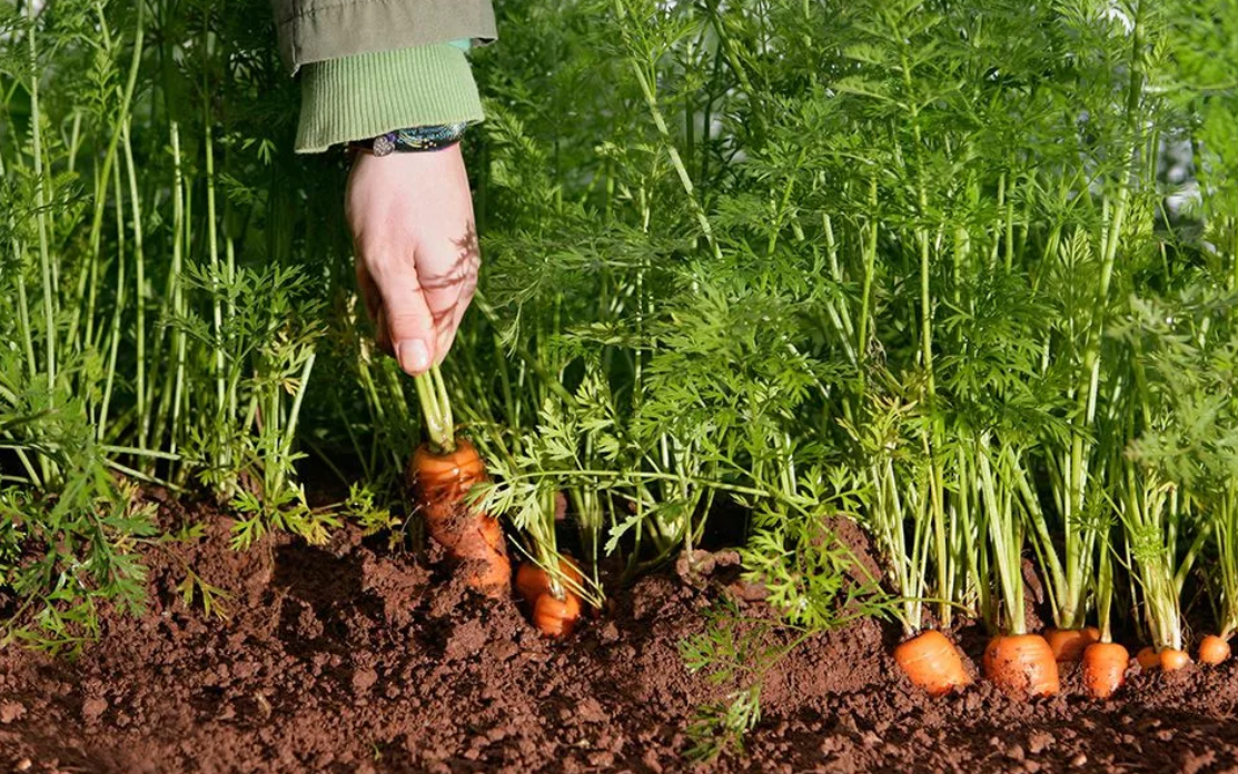 Как проредить морковь на грядке и какие есть способы посадки моркови без прореживания