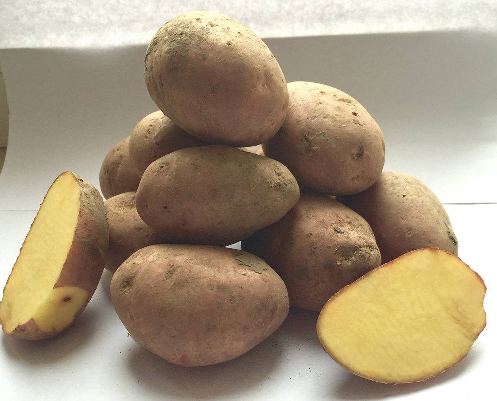Урожайные сорта картофеля для средней. Сорт картофеля Каратоп. Семенной картофель Метеор. Картофель семенной Армада.