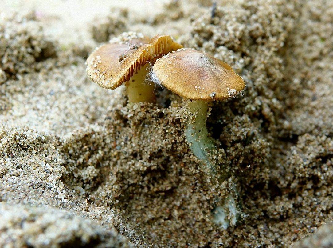 Волоконница сине-зеленая: свойства, опасность и меры предосторожности - грибы собираем