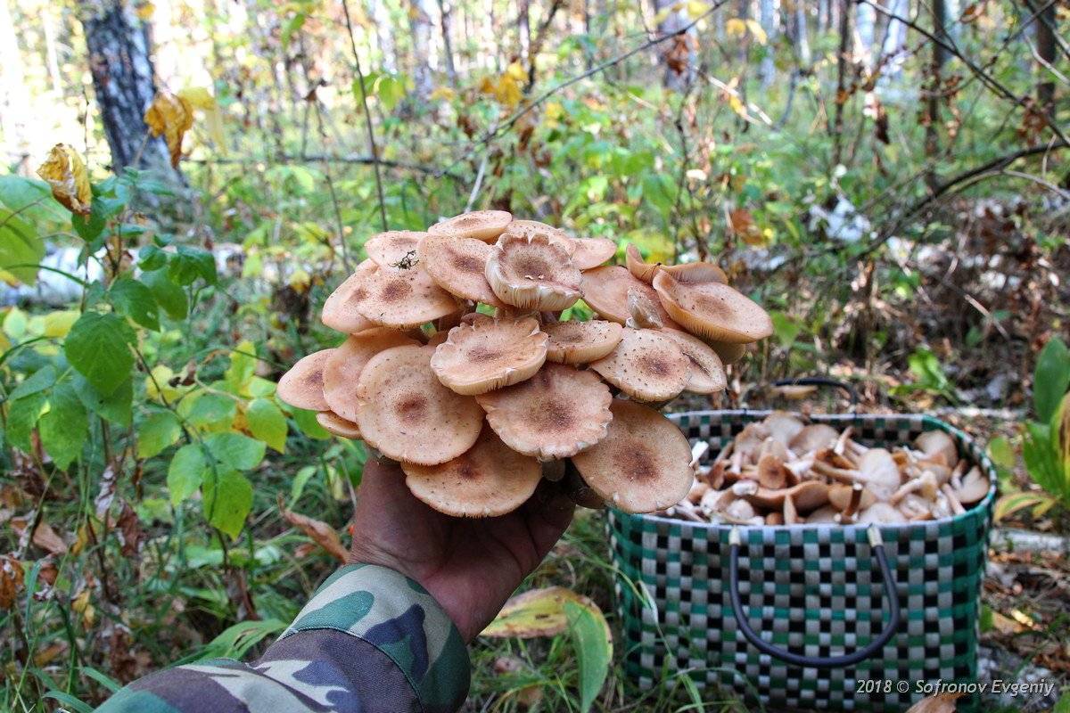 В мае какие грибы растут съедобные фото