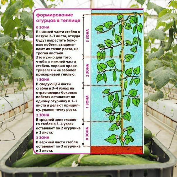 Огурцы в парнике - выращивание и особенности полива и удобрения в домашних условиях