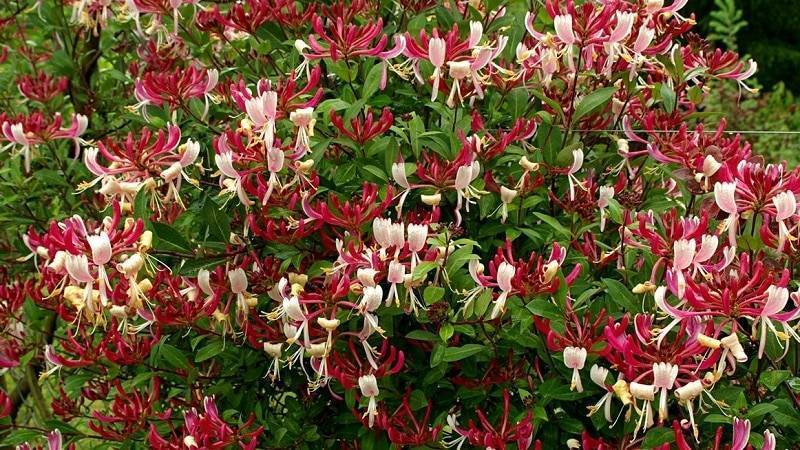 Жимолость — кустарник бабочек: сорта, посадка, уход