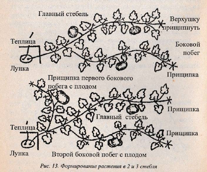 Обрезка тыквы в открытом грунте схема