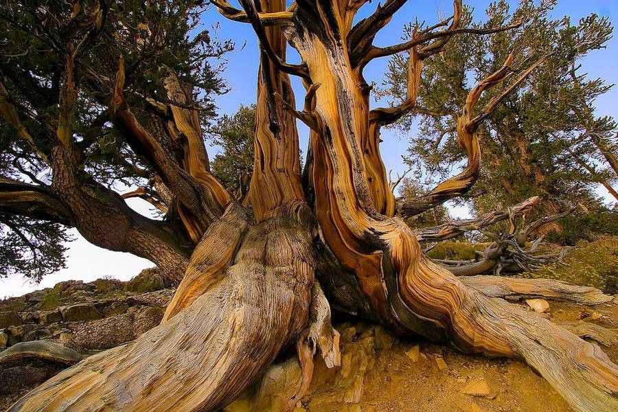 Сосна щетинистая - bristlecone pine
