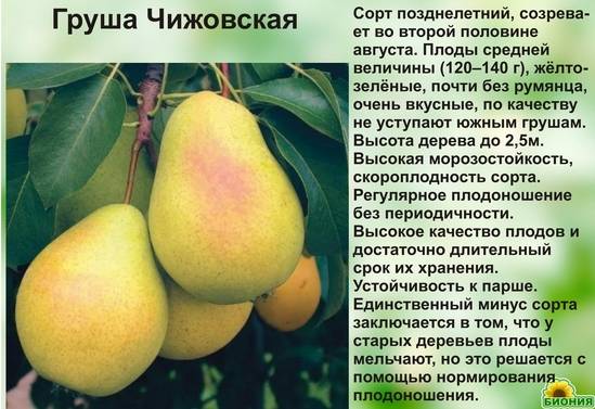 Груша чижовская картинки