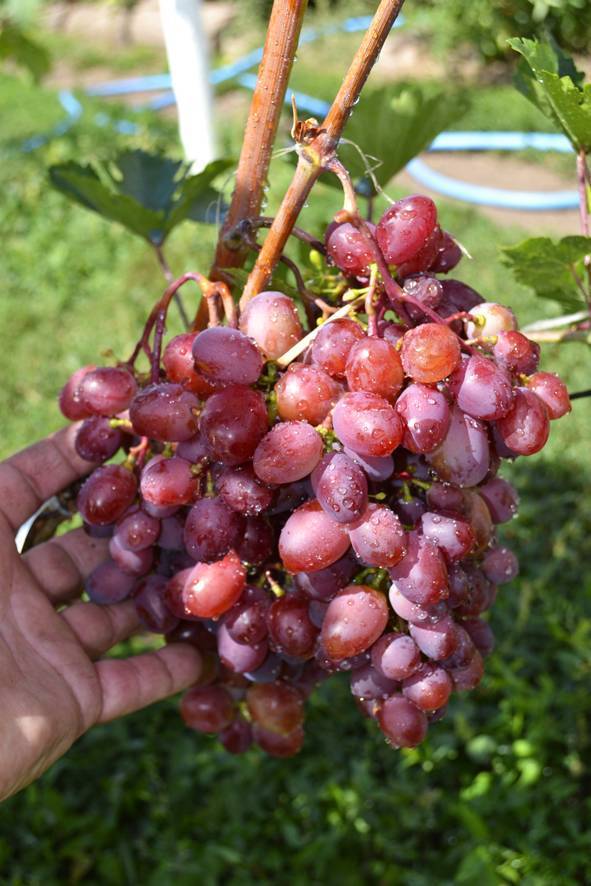 Сверхранний и устойчивый к болезням виноград «элегант»