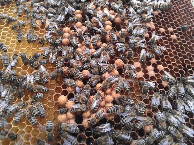 Пчелиный трутень. мужская особь пчелы. интересные факты