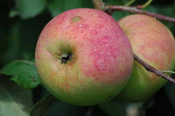 Сорт яблони бессемянка мичуринская: фото, отзывы, описание, характеристики.